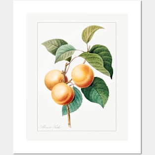 Peaches Posters and Art